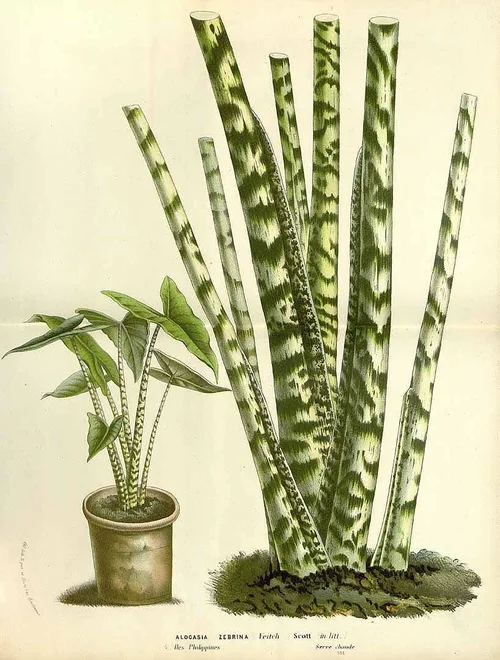 ALOCASIA ZEBRINA  Aroidpedia
