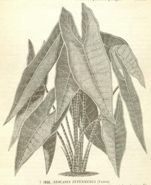 Alocasia intermedia Flore des serres 1867.PNG