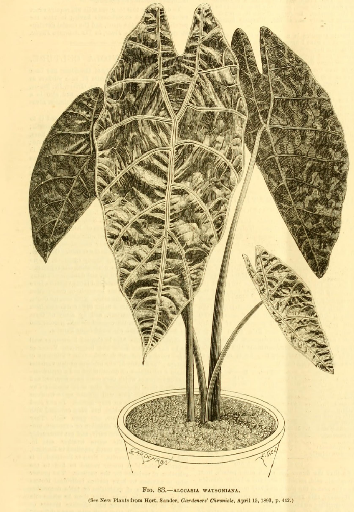 Alocasia Watsoniana.PNG
