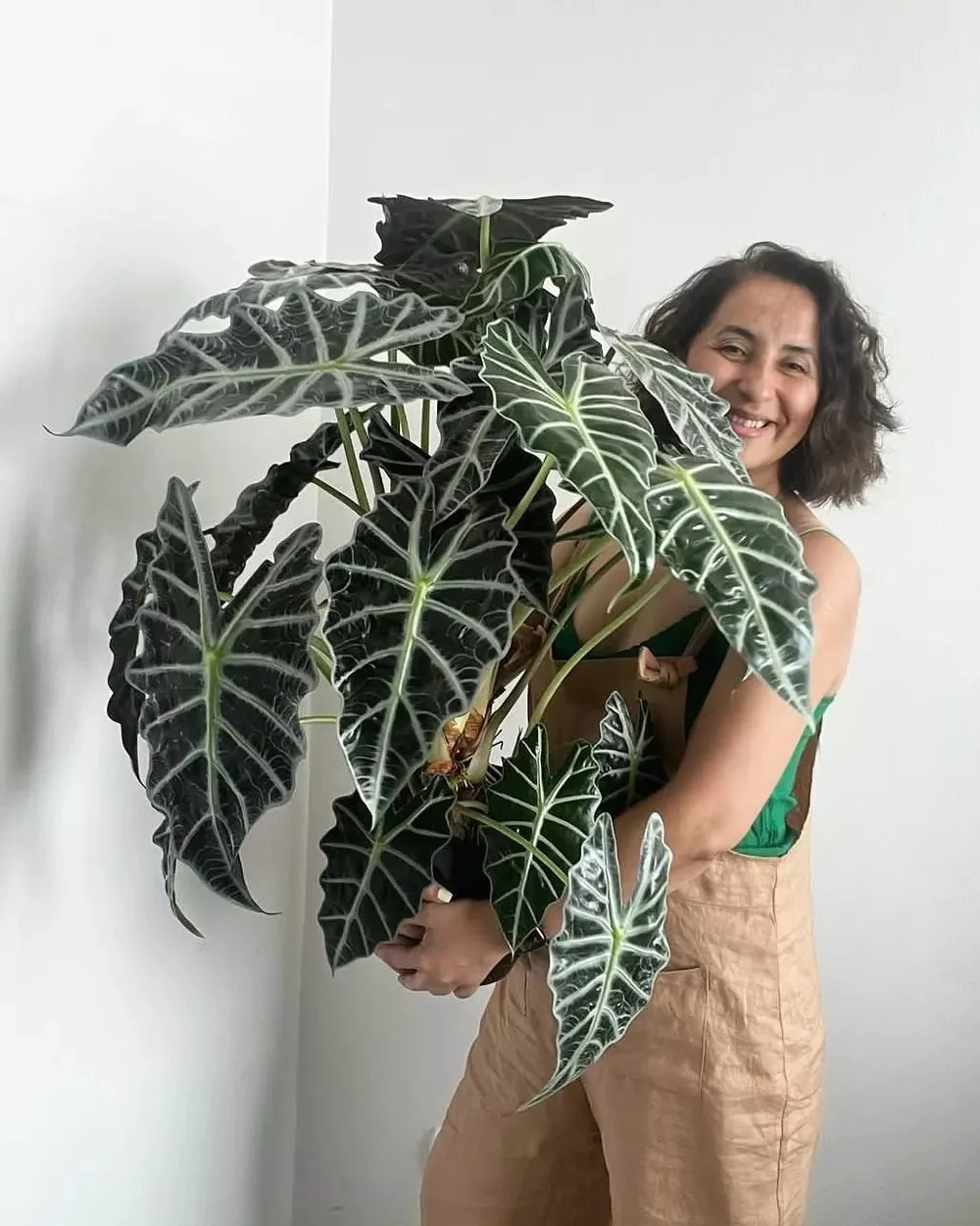 ALOCASIA POLLY Aroidpedia alocasia-polly-aroidpedia