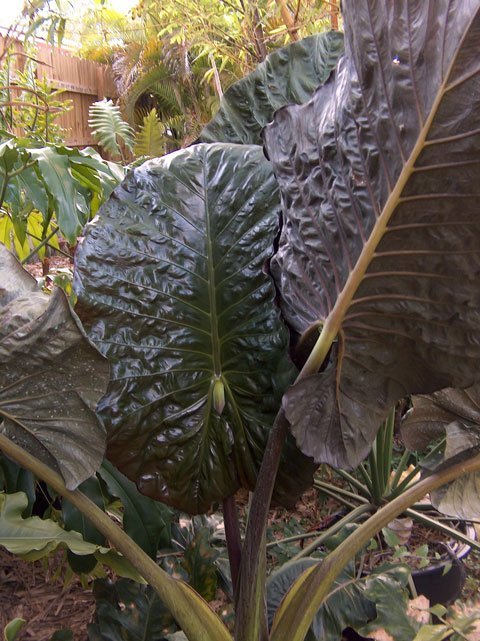 ALOCASIA 'SERENDIPITY'* — Aroidpedia ALOCASIA 'SERENDIPITY'* — Aroidpedia