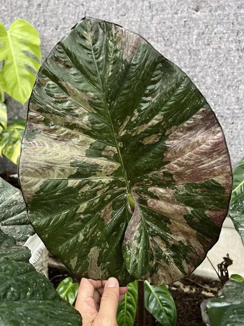 ALOCASIA 'SERENDIPITY'*  Aroidpedia