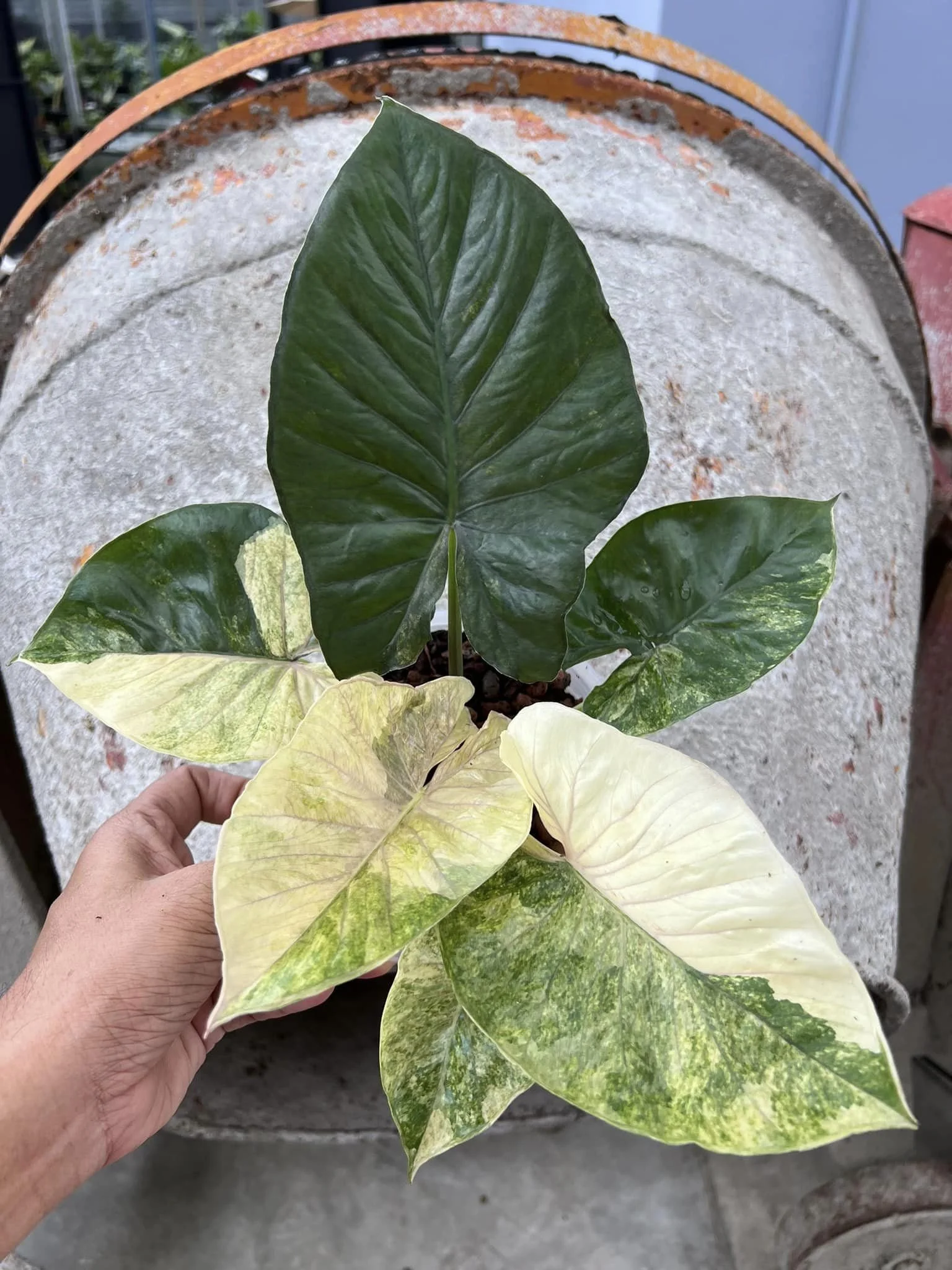 3x Baby Alocasia serendipity var. 【公式通販】