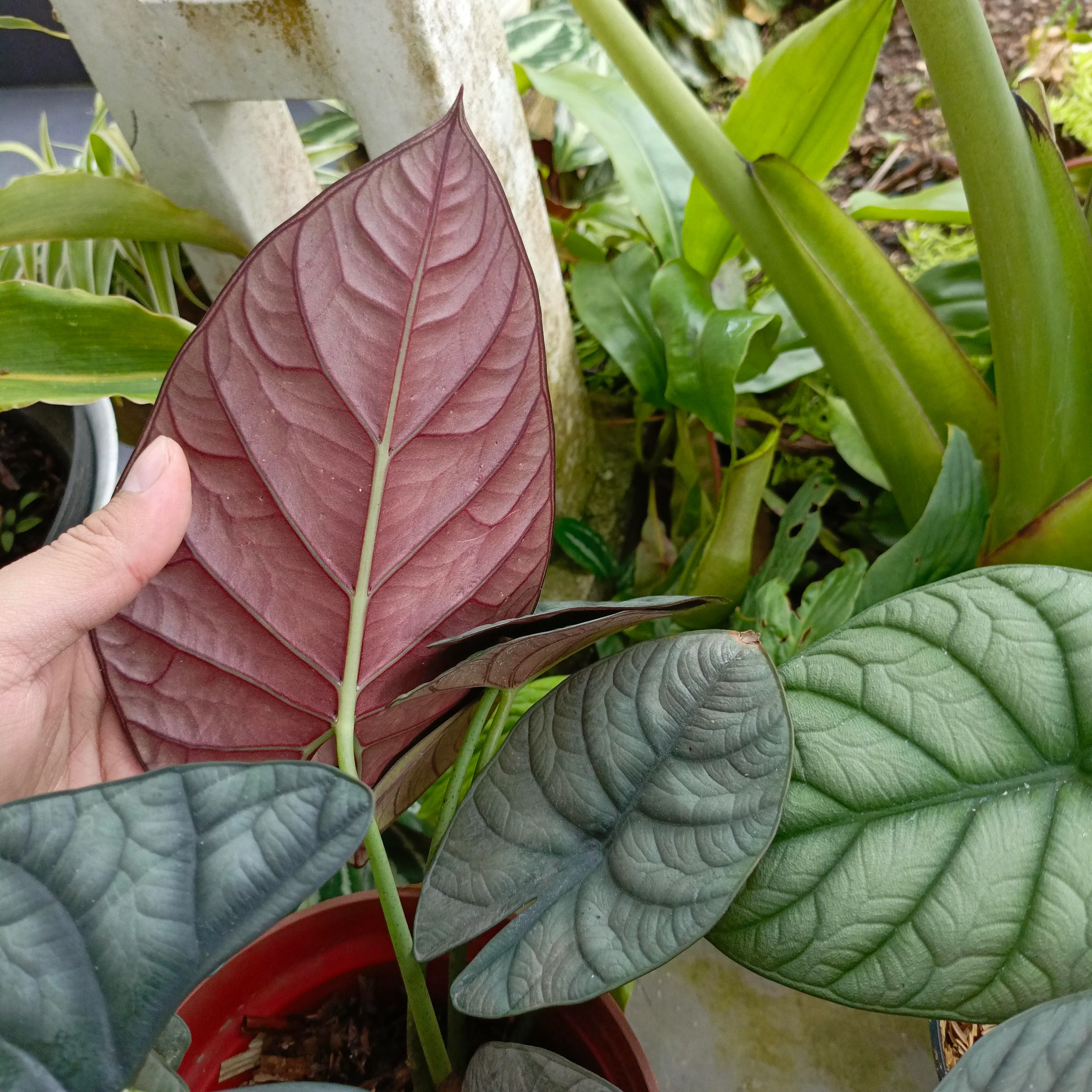 two-stunning-hybrids-alocasia-silver-streak-left-and-v0-7o8qf96eknmc1.png