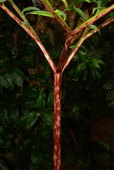 amoankarana100199.2015.7.jpg