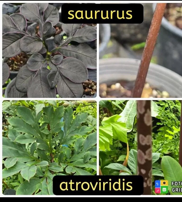 atrovirids vs saurus.jpg