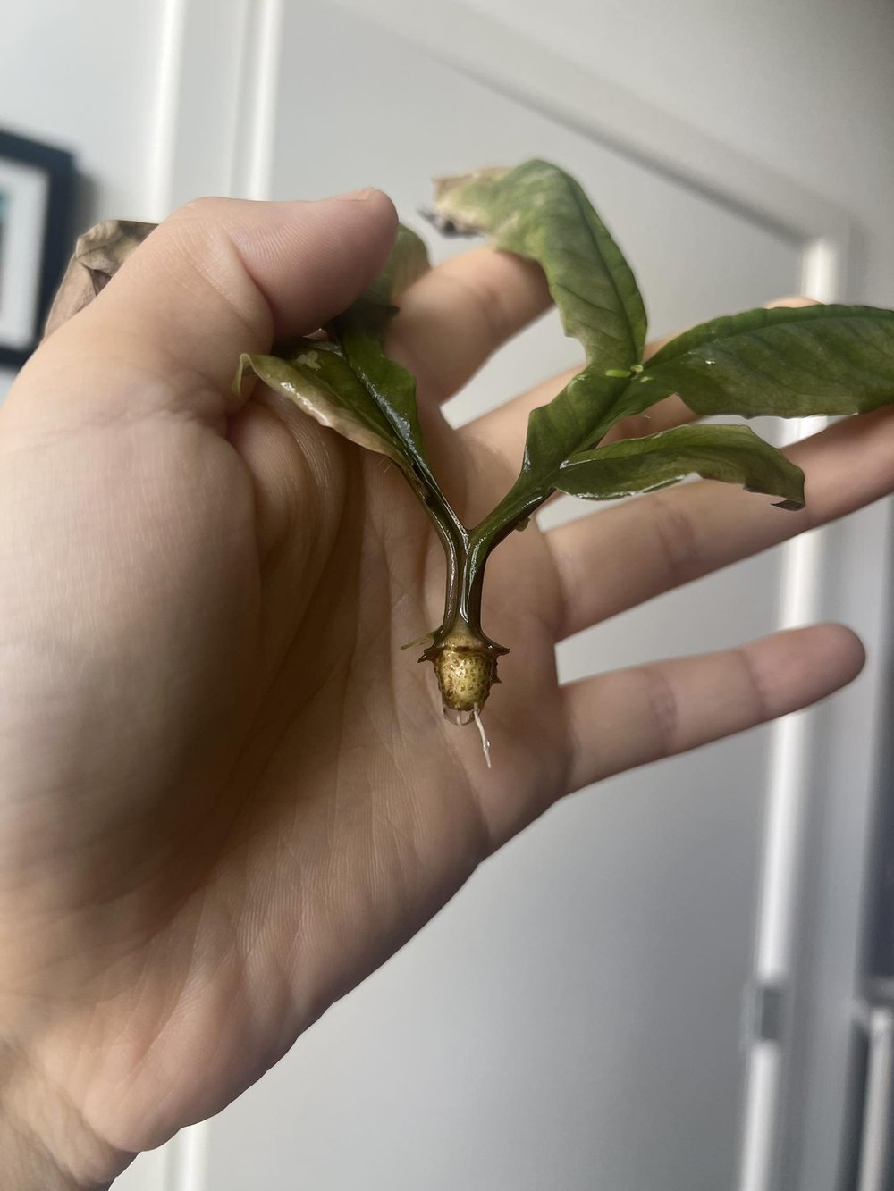 Xue Davis, Barbatus leaf propagation.jpg