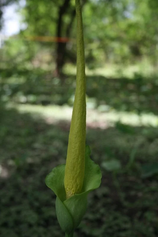 amorphophallus_baumannii__1_101_e0546c.jpg.jpeg