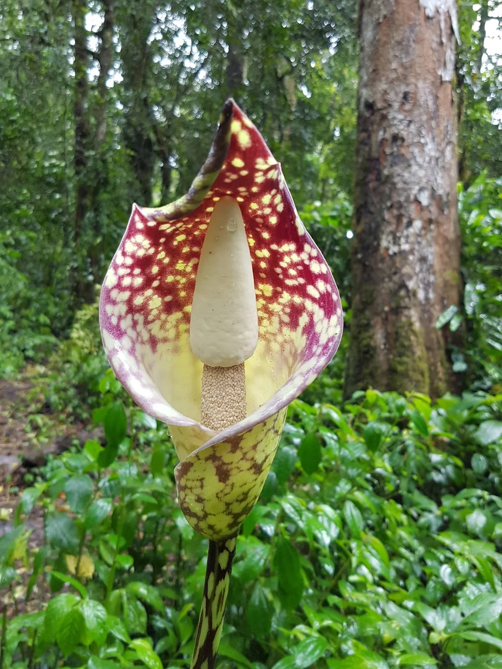 Pascal Bruggeman.jpg