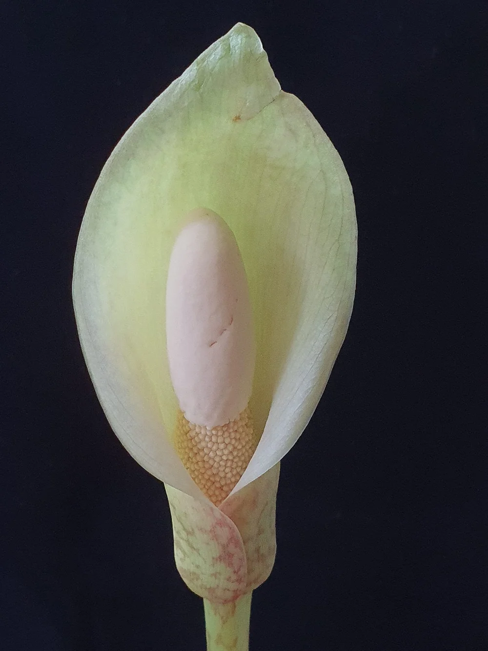 Pascal Bruggeman 4.jpg