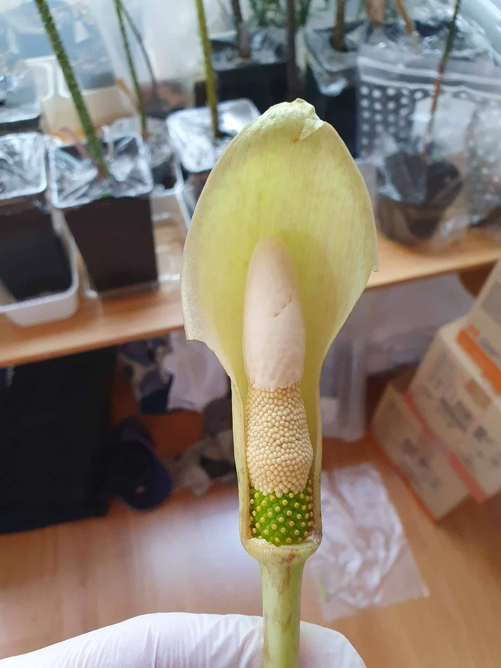 Pascal Bruggeman 3.jpg