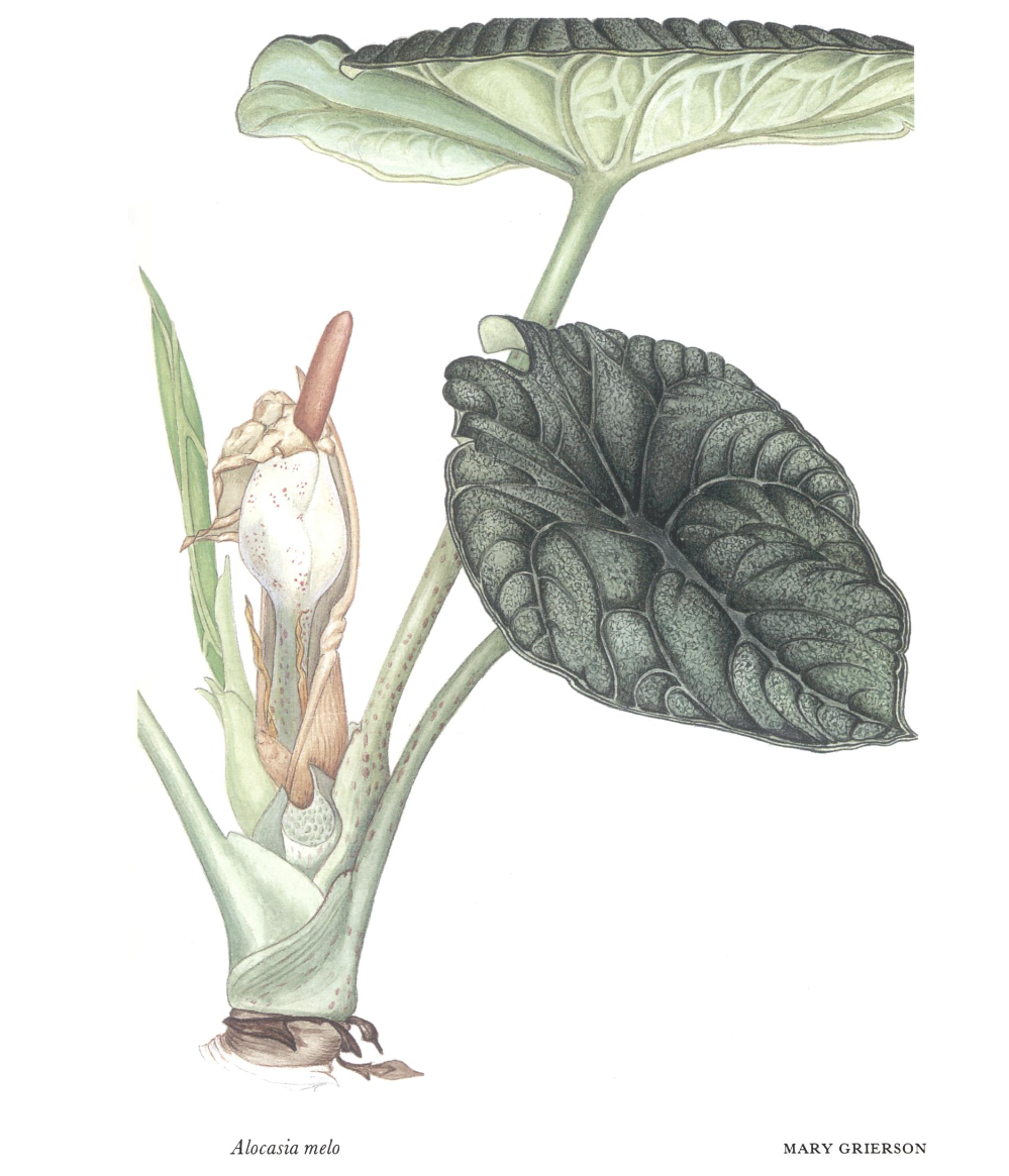 Alocasia melo - [Curtis's botanical magazine 14(2) 82GÇô86, Pl. 315] - Hay, Boyce & Wong 1997.PNG
