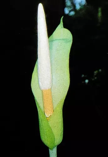 AMORPHOPHALLUS BONACCORDENSIS