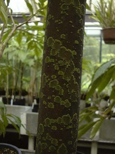 david scherberich amoborneensis 2.jpg