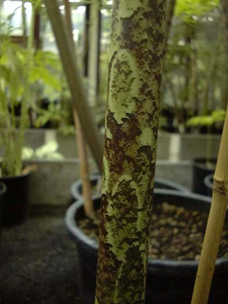 david scherberich amoborneensis.jpg