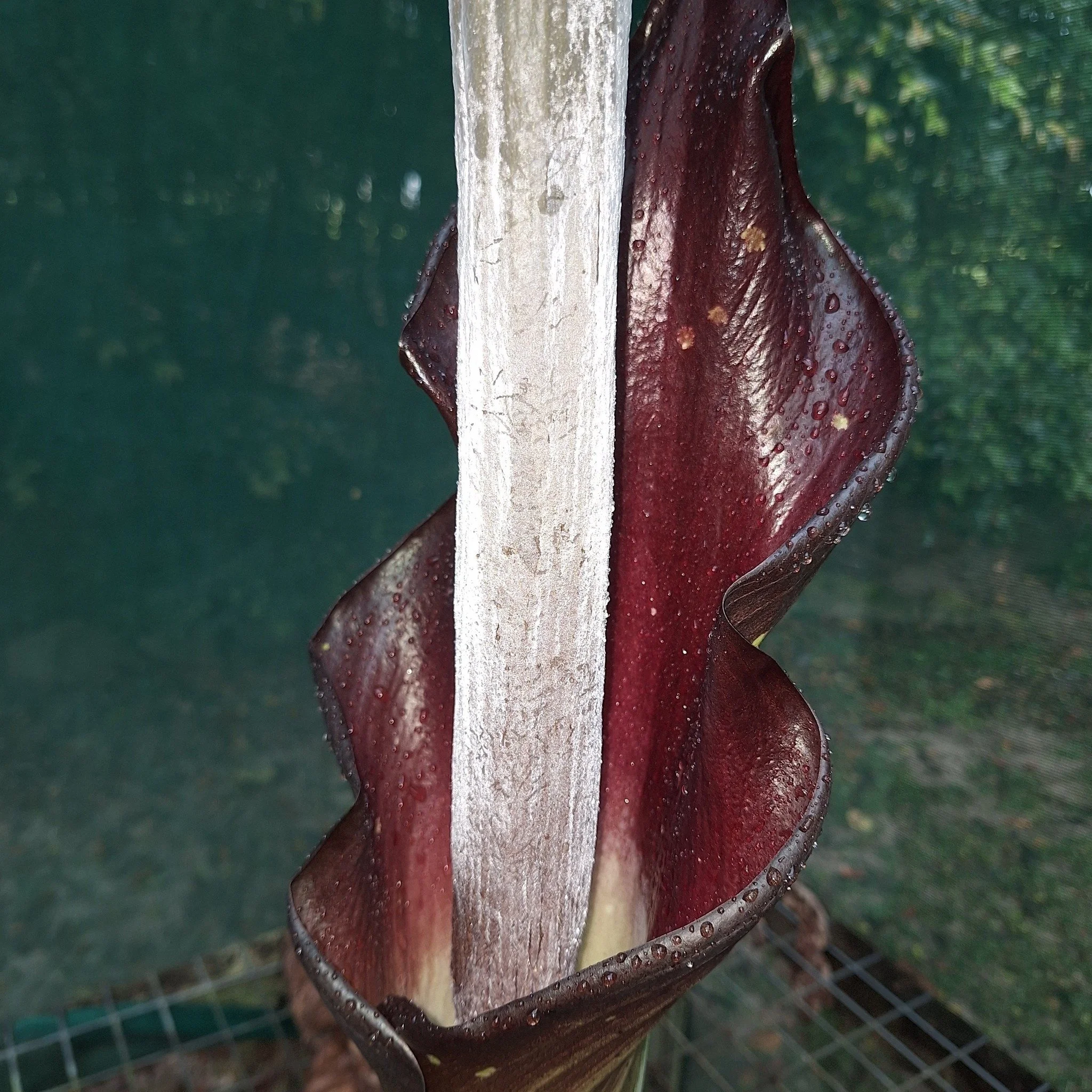 steve jackson inflo.jpg