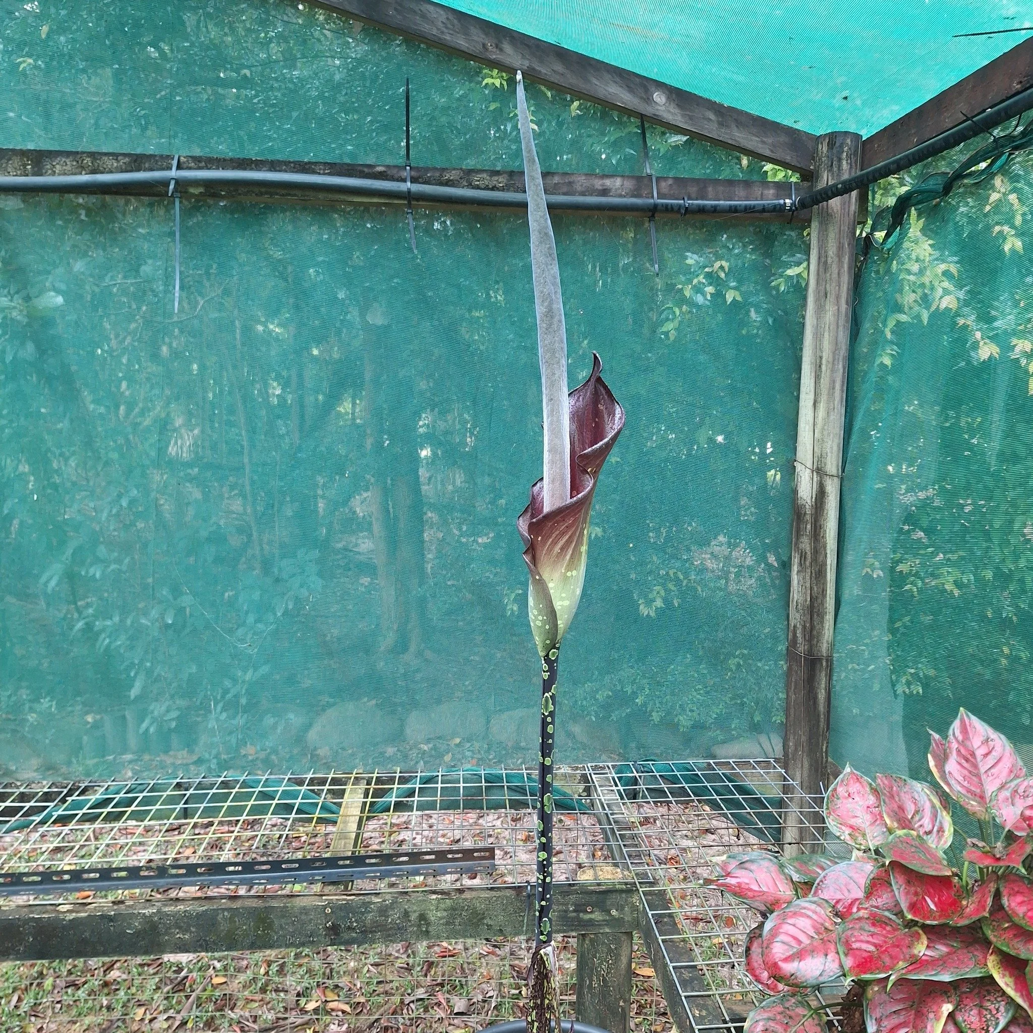 steve jackson inflo 3.jpg