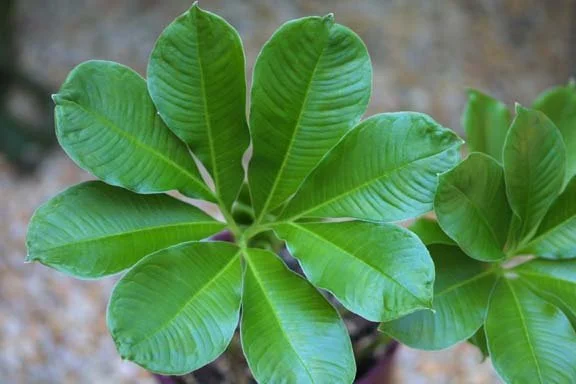AMORPHOPHALLUS BREVISPATHUS
