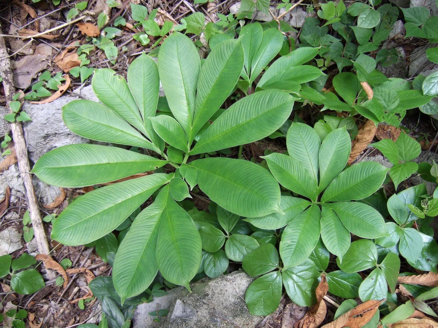 Tokomi Sando - Muaklek.jpg