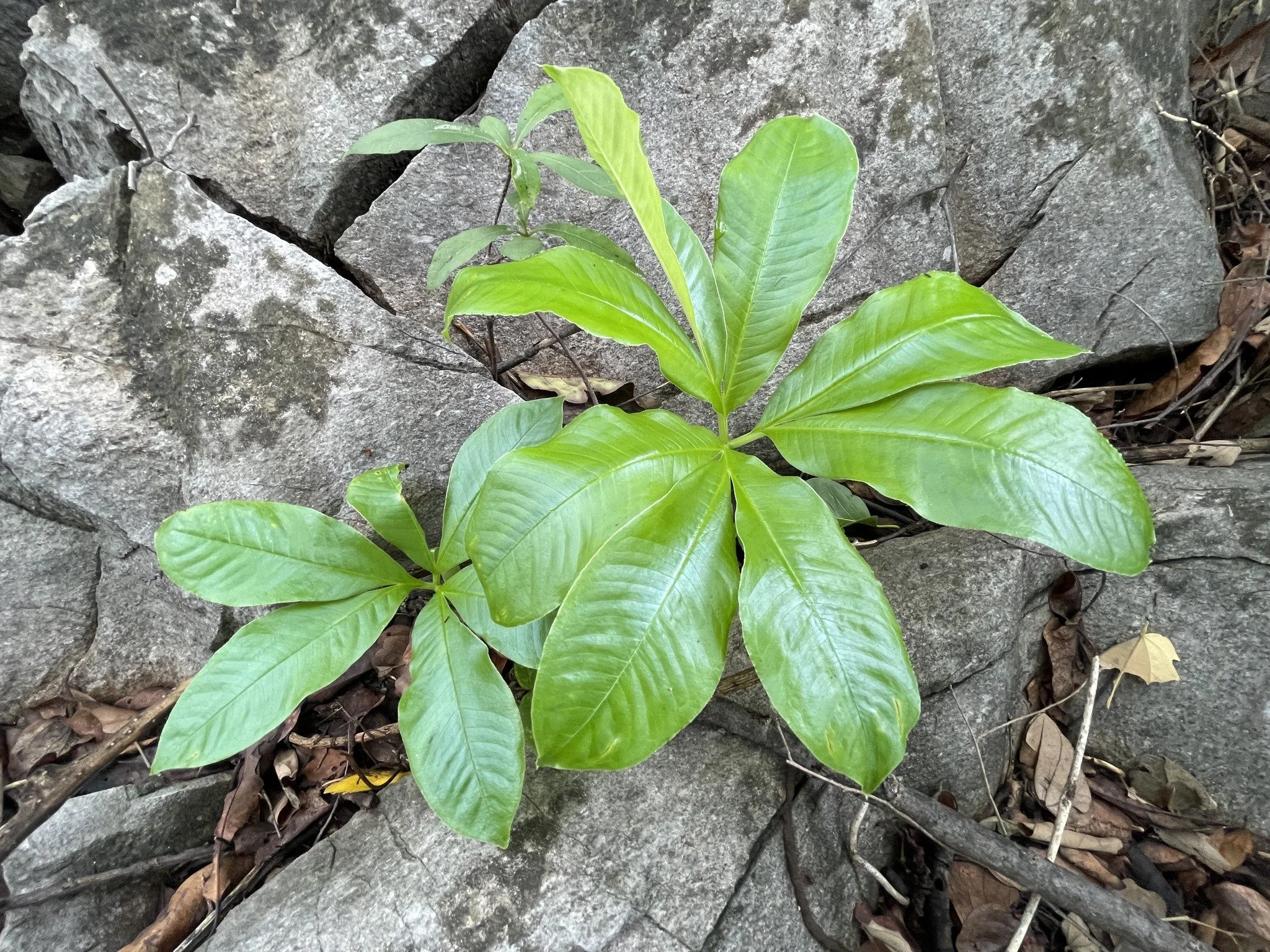 Tokomi Sando - Saraburi 3.jpg
