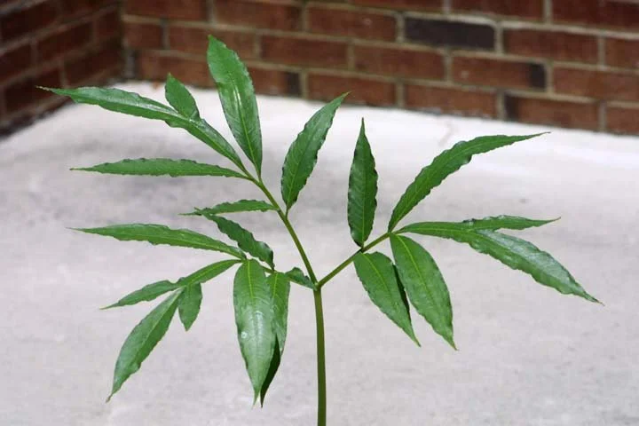 AMORPHOPHALLUS BUBENENSIS