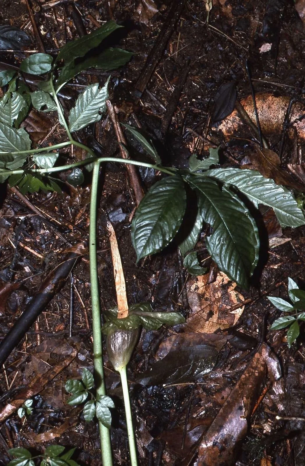 AMORPHOPHALLUS CALABARICUS