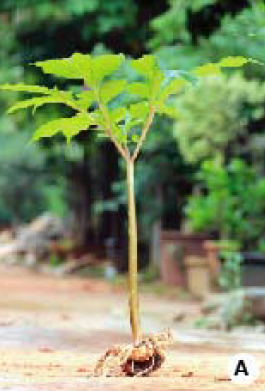 AMORPHOPHALLUS CANDIDISSIMUS