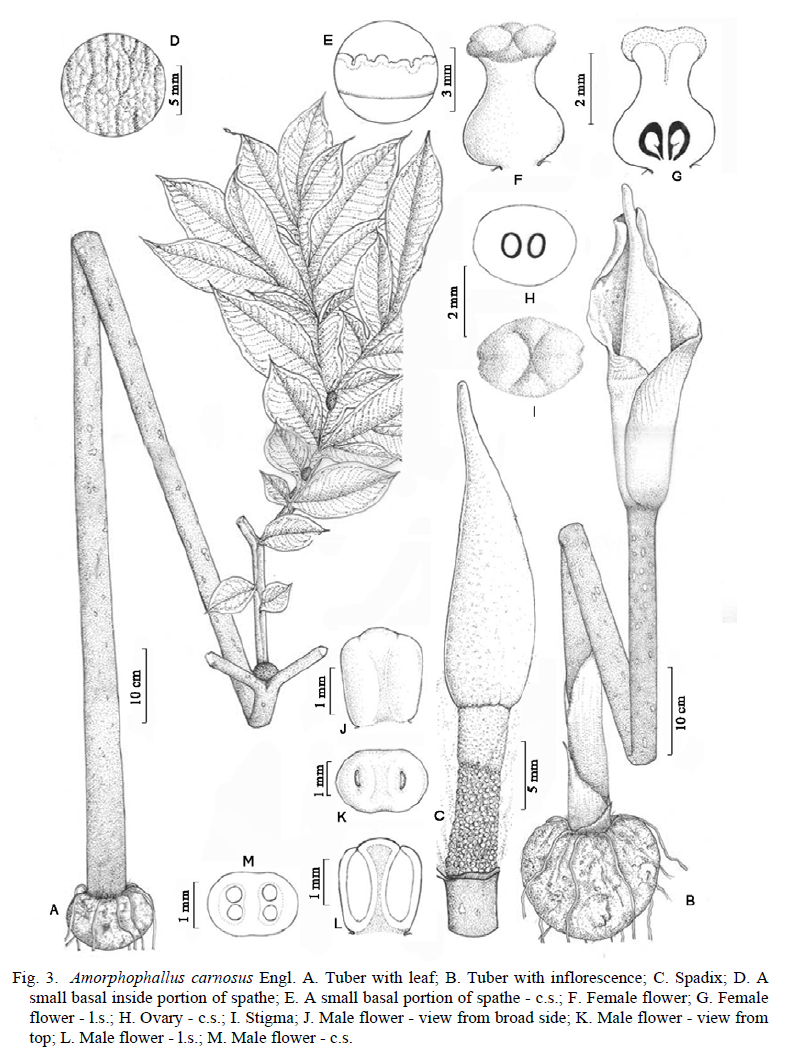 AMORPHOPHALLUS CARNOSUS