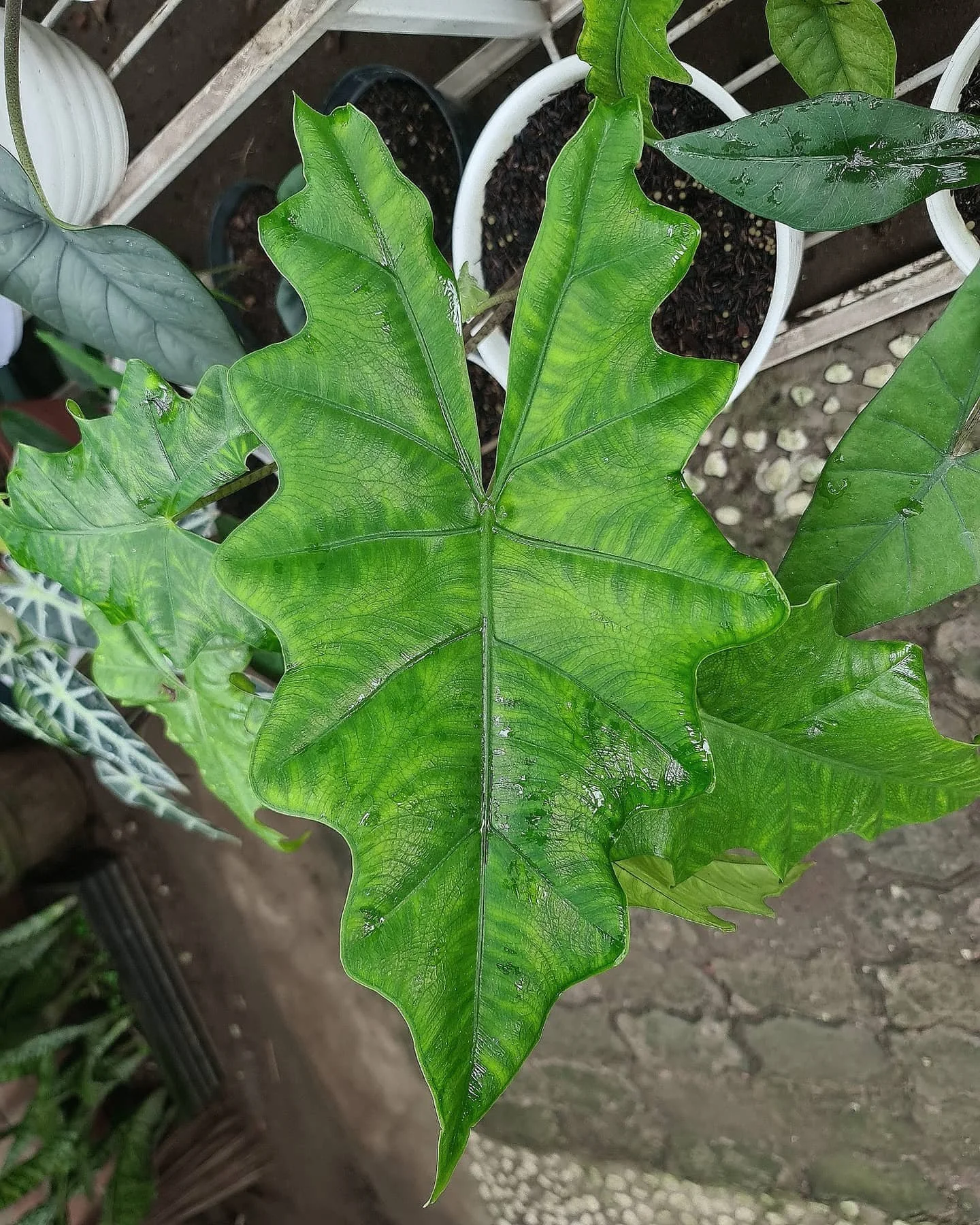 ALOCASIA ‘BOGANI’*