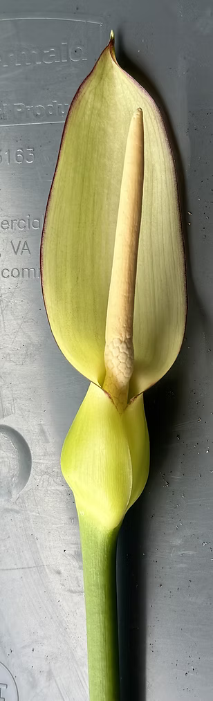 DFX_6488_JPG (2).png