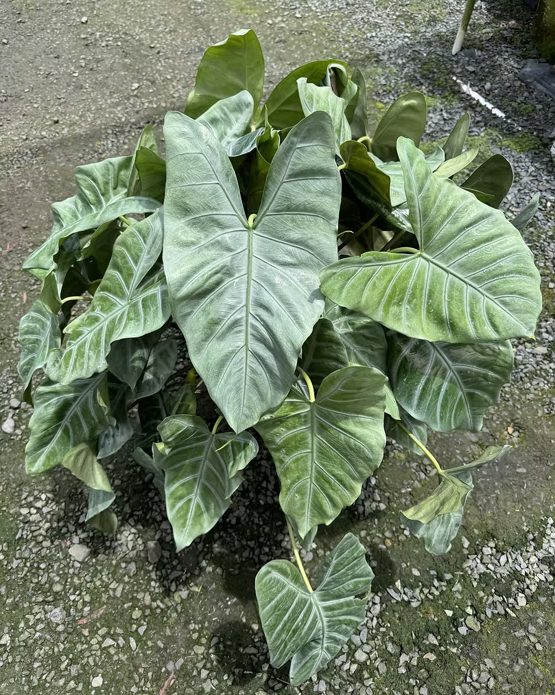 ALOCASIA ‘WHITE WALKER’