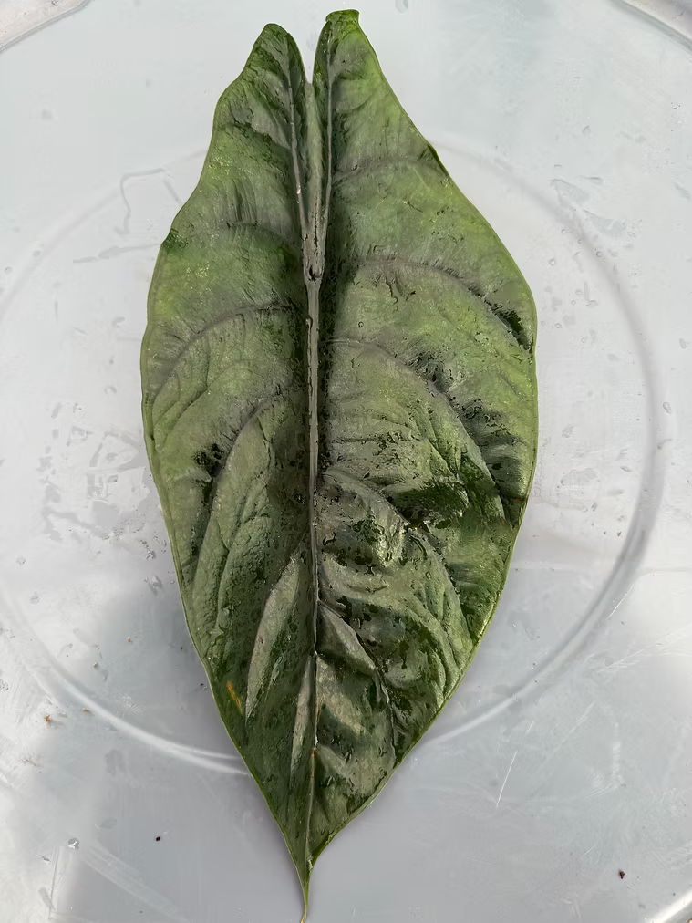 ALOCASIA ‘PURPLE DRAGON’