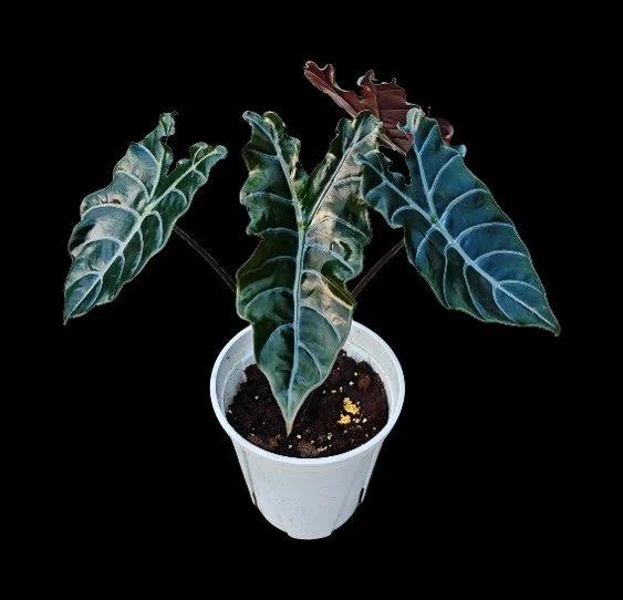 ALOCASIA ‘BLACK KNIGHT’