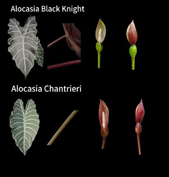 black knight vs chantrieri 2.jpg