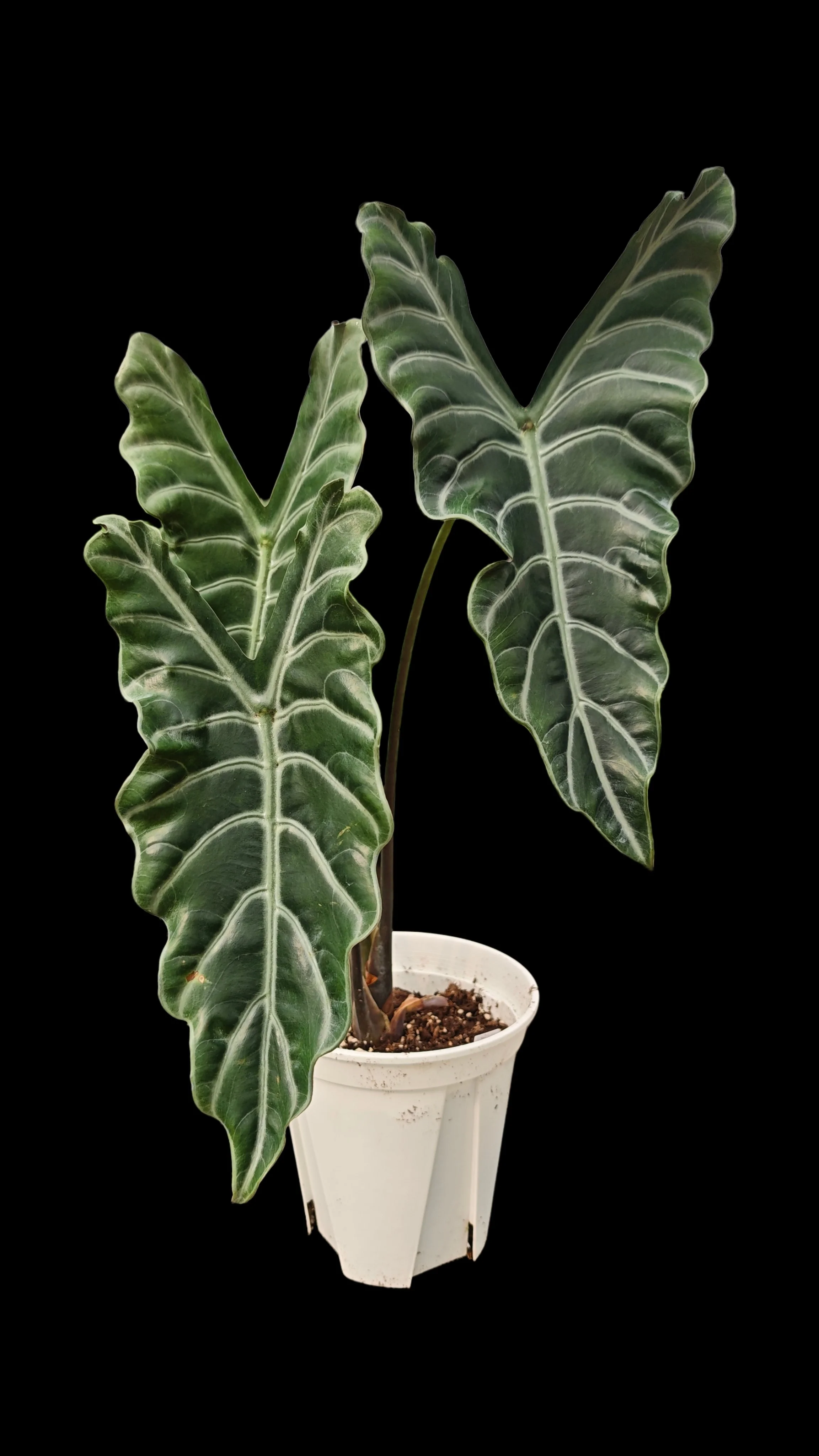 ALOCASIA ‘DARK BUTTERFLY’