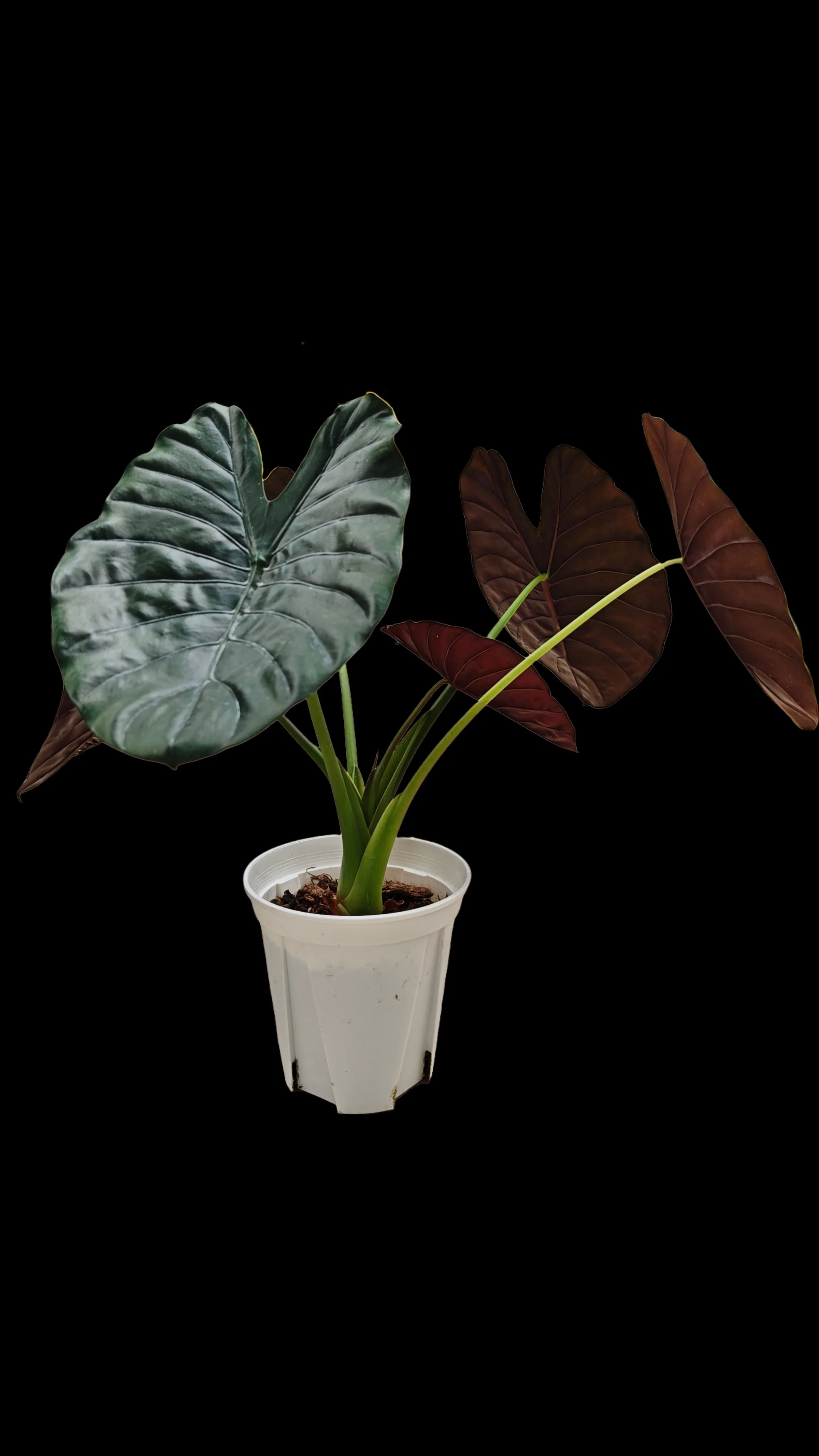 ALOCASIA ‘COPPER LATTE’