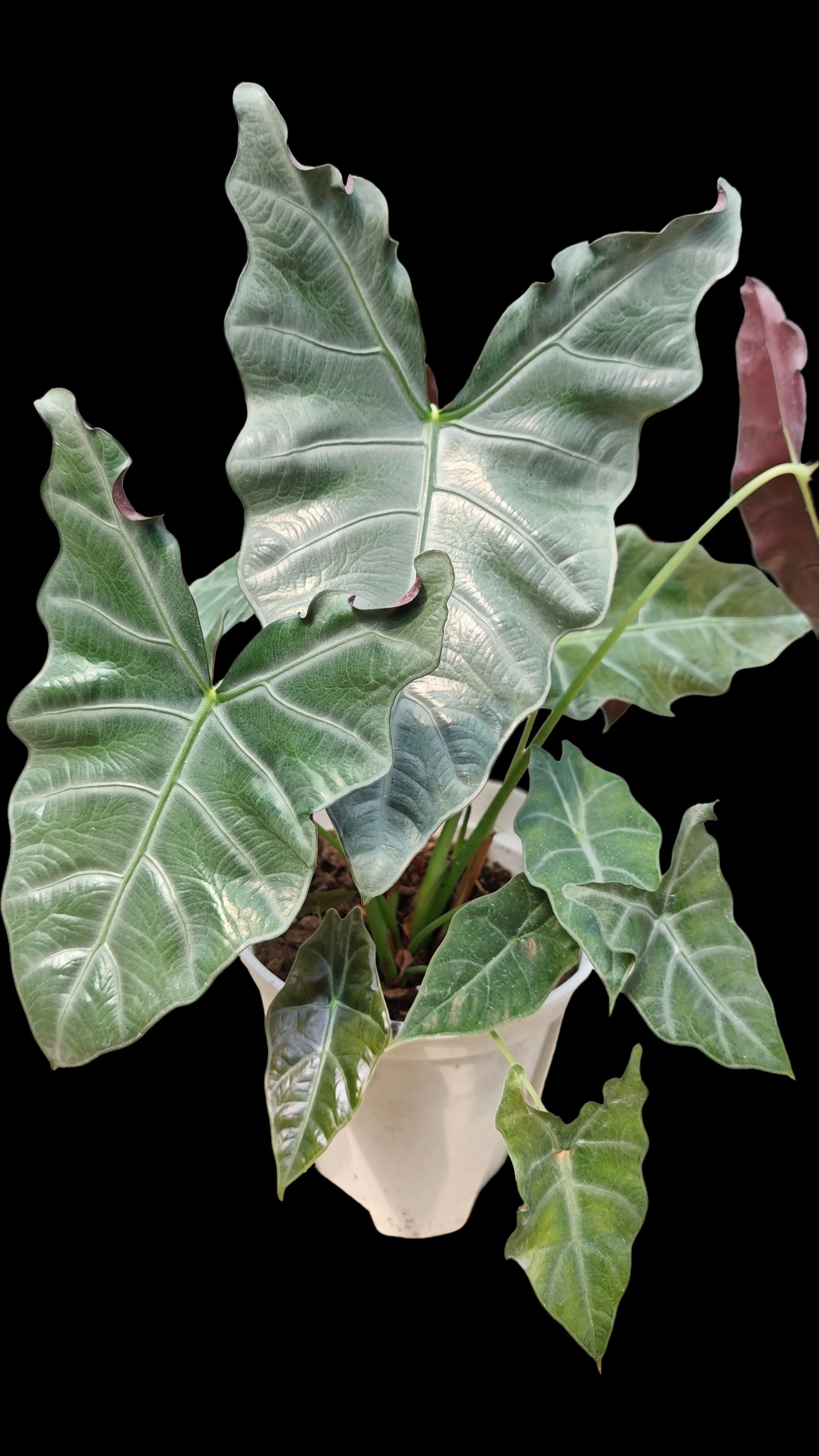 ALOCASIA ‘SILVER ARMOR’