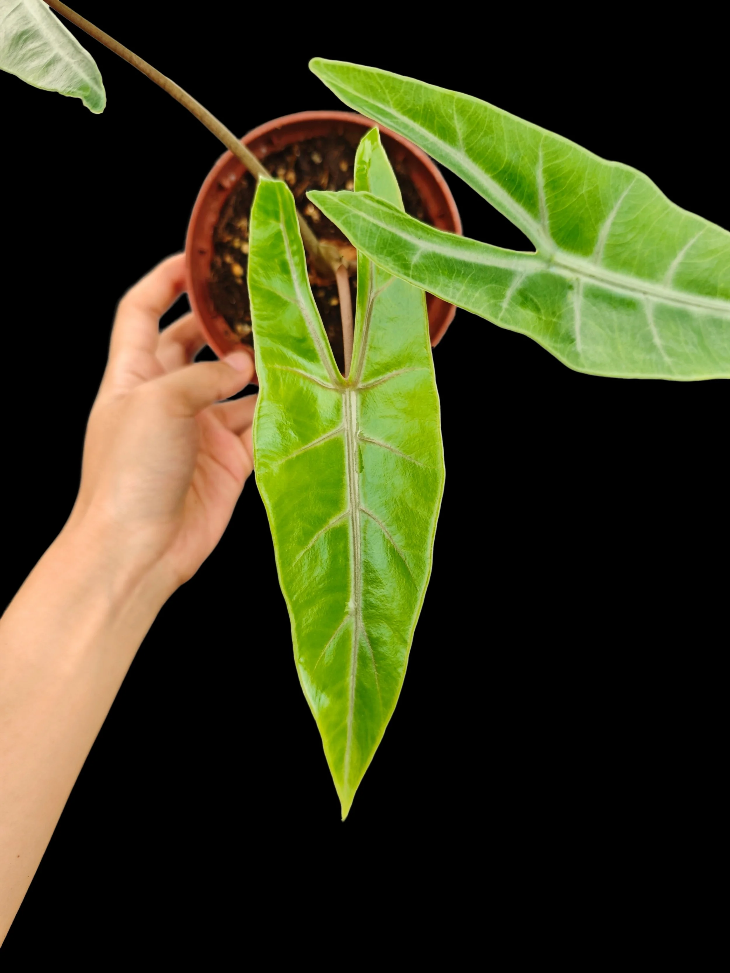 ALOCASIA ‘DRAGON CLAW’