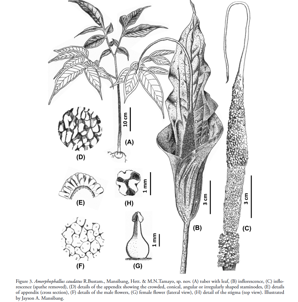 Amorphophallus caudatus.png