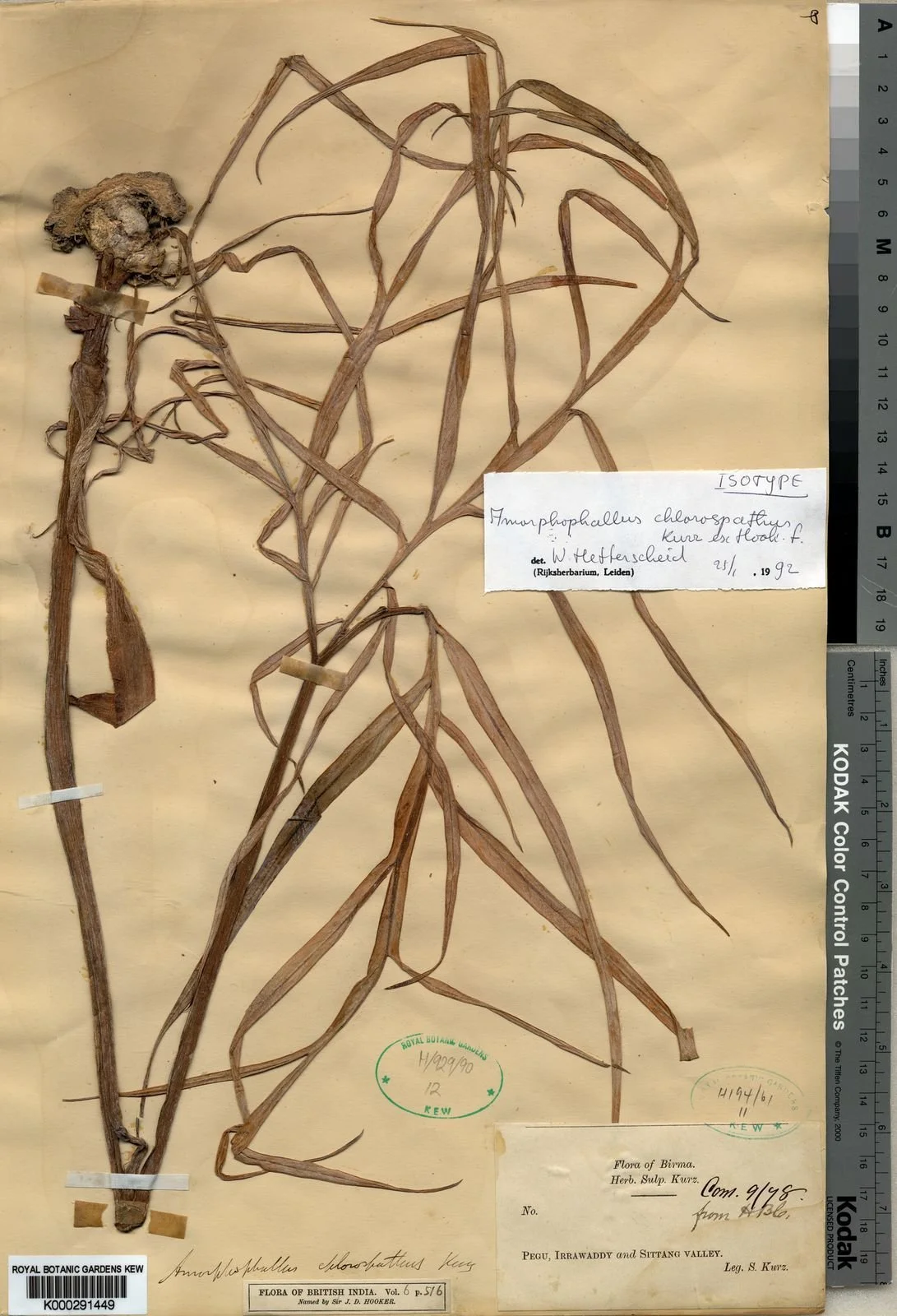 AMORPHOPHALLUS CHLOROSPATHUS