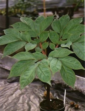 AMORPHOPHALLUS CICATRICIFER