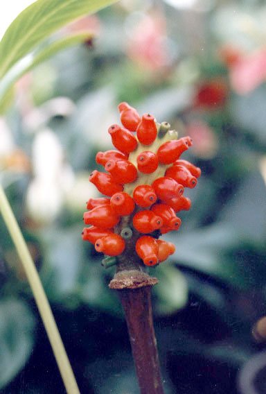 cicatricifer5.jpg