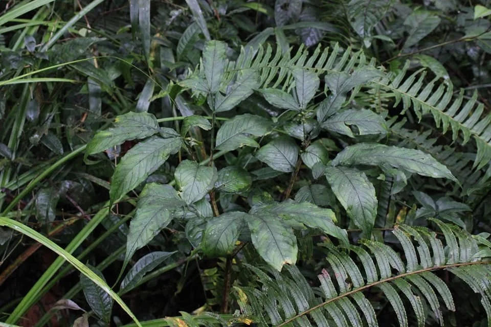 AMORPHOPHALLUS CIDARIOIDES