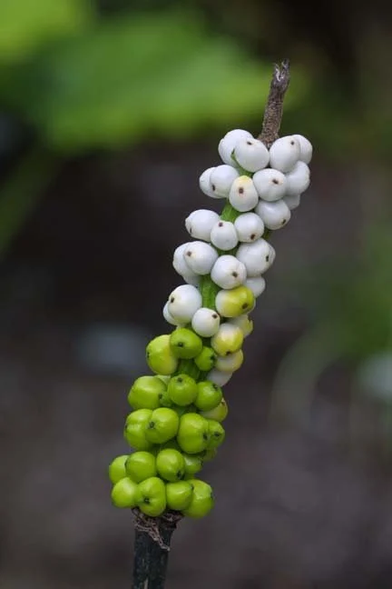 am-cirr-12.jpg