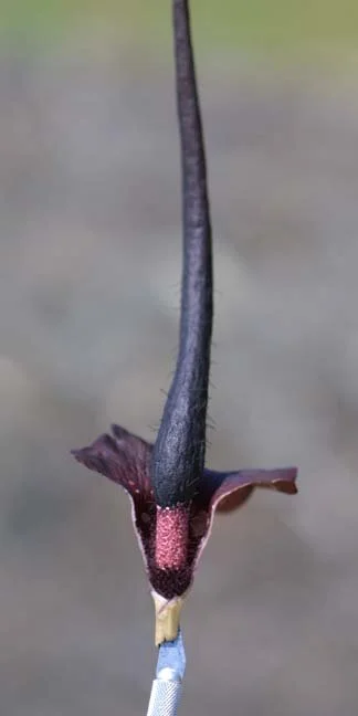 am-cirr-07.jpg