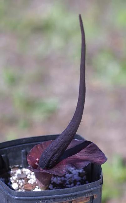 am-cirr-05.jpg