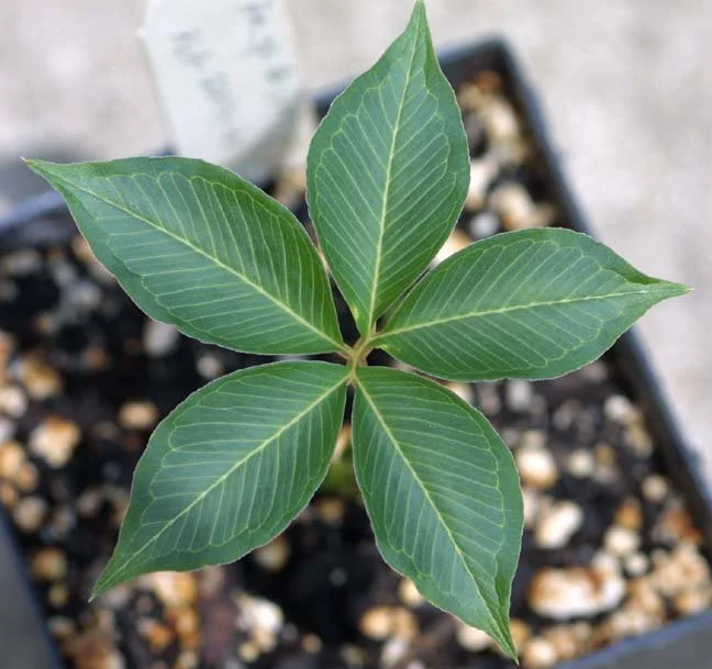 AMORPHOPHALLUS CLAUDELII