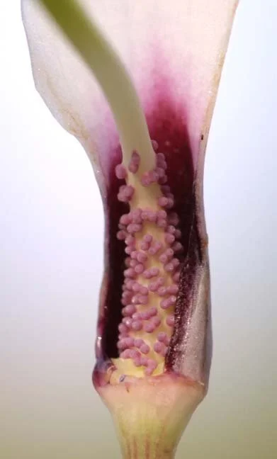 am-clau-11.jpg