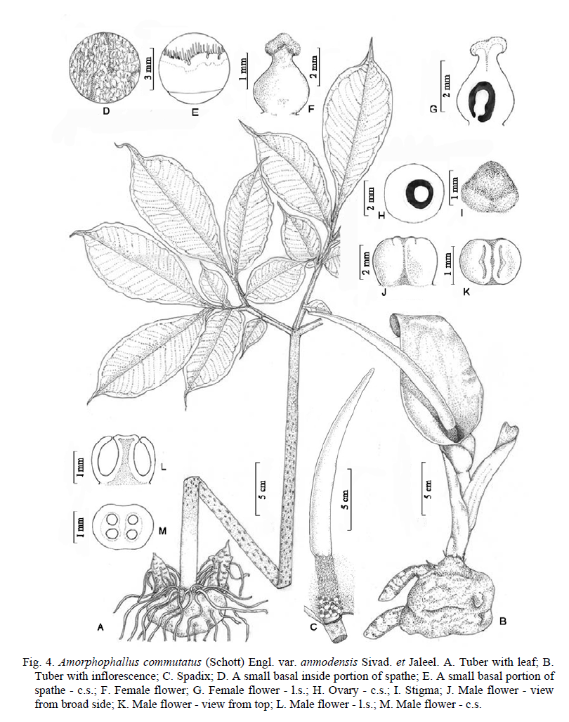 amorphophallus commutatus var andmodensis illustration.png