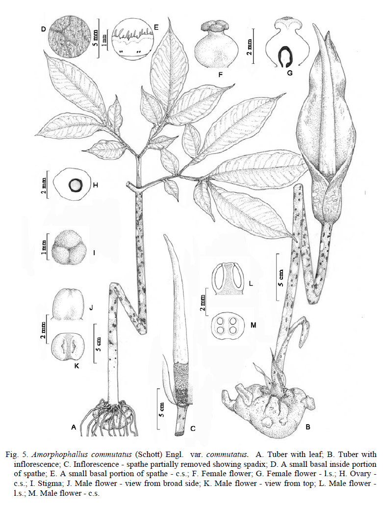 amorphophallus commutatus var commutatus illustration.png